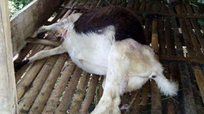 Perkosa Kambing Tetangga, Pelaku Ngaku Suka Sama Suka