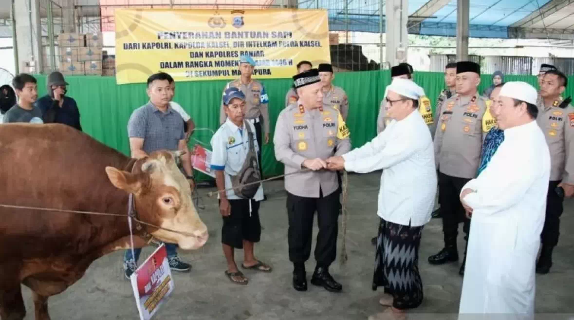 Penyerahan sapi limosin dari Kapolri untuk mendukung acara Muhammad Zaini Abdul Ghani atau Guru Sekumpul di Dapur Taufik Sekumpul, Kecamatan Martapura, Kalimantan Selatan (Kalsel) pada Kamis (2/1/2025). ANTARA/HO-Polri.